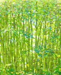 Forêt Primaire - Daniel Allisy